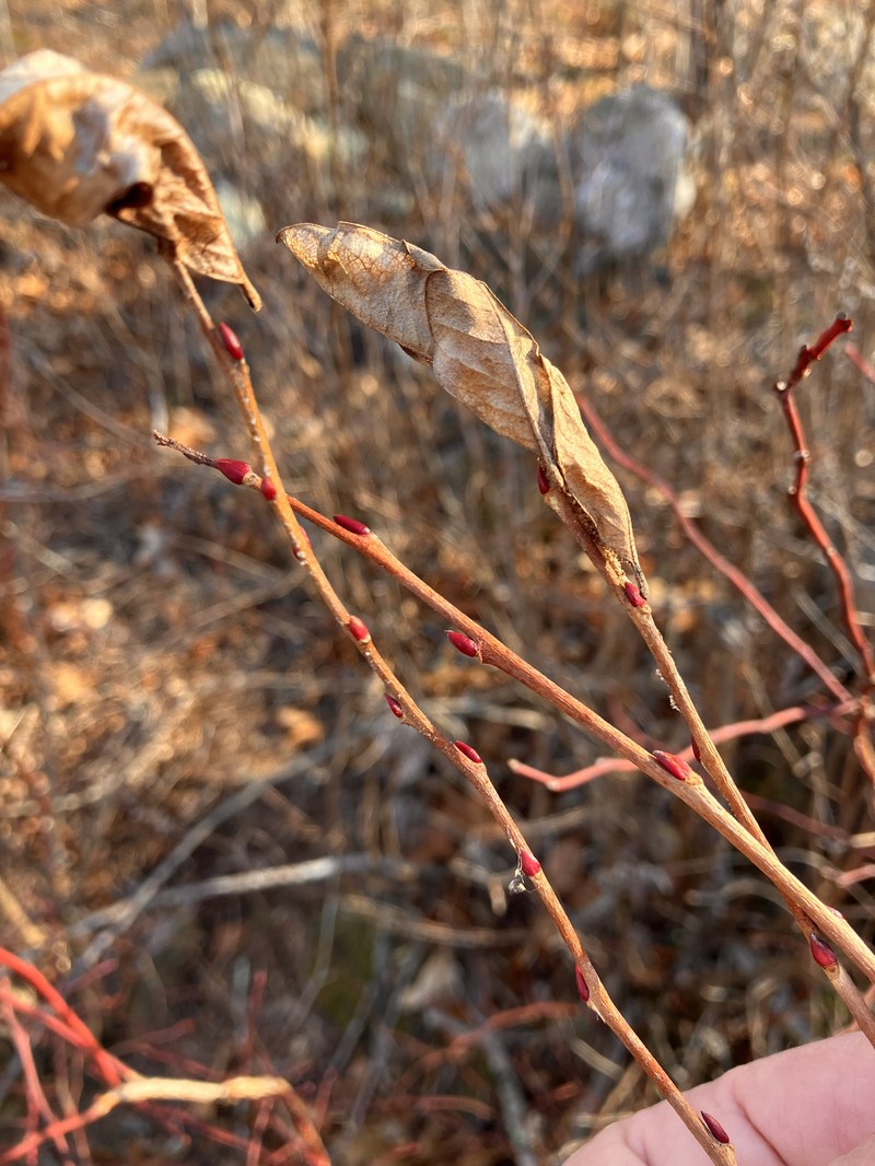 Lyonia ligustrina var. ligustrina