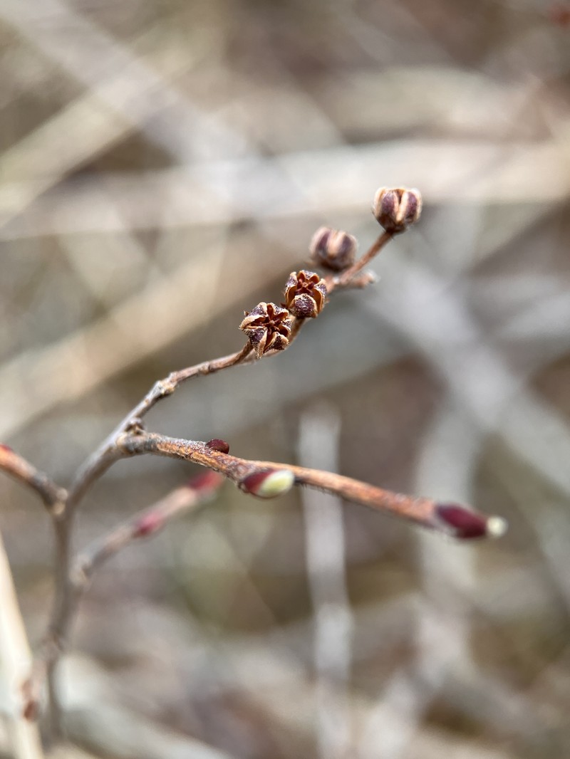 Lyonia ligustrina var. ligustrina photo 2