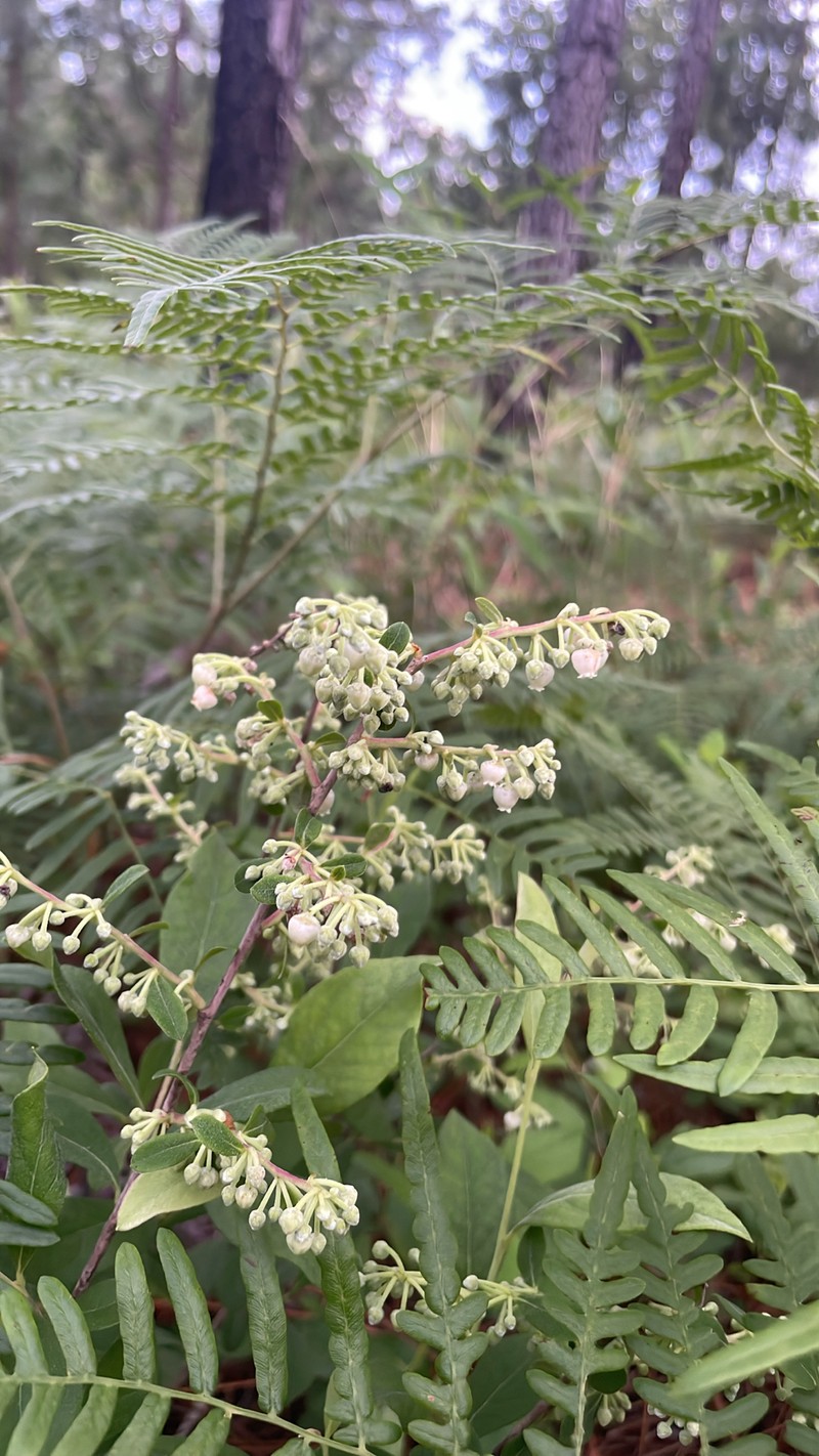 Lyonia ligustrina var. ligustrina photo 3