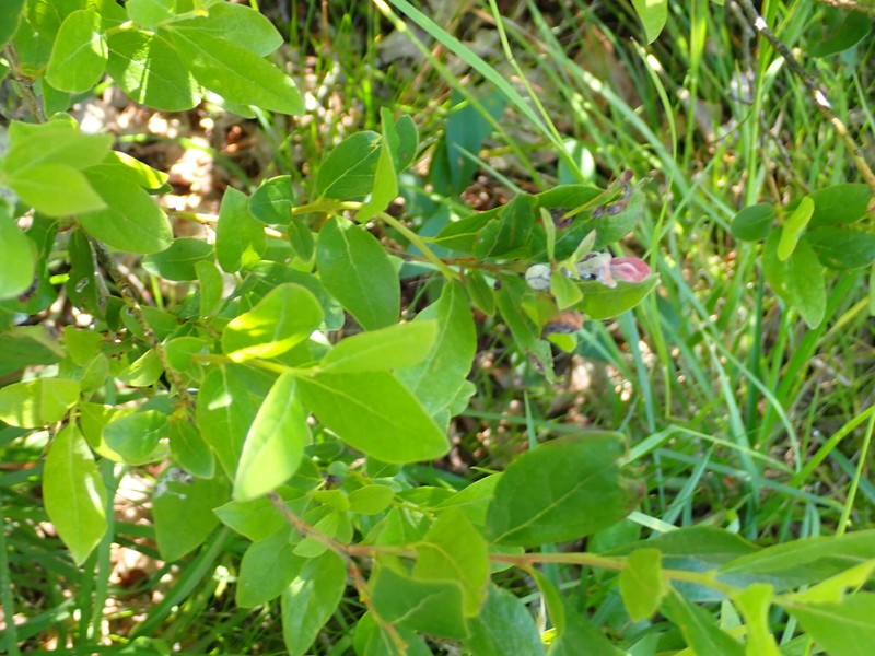 Lyonia ligustrina var. ligustrina photo 4