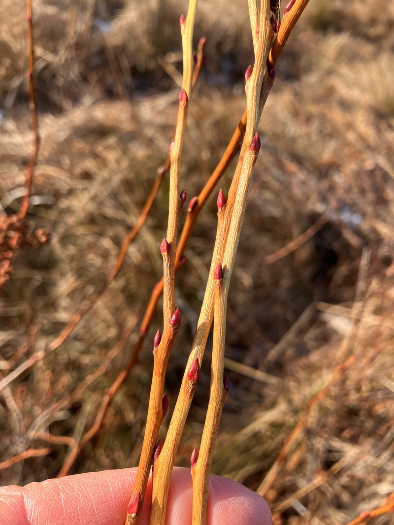 Lyonia ligustrina var. ligustrina photo 5
