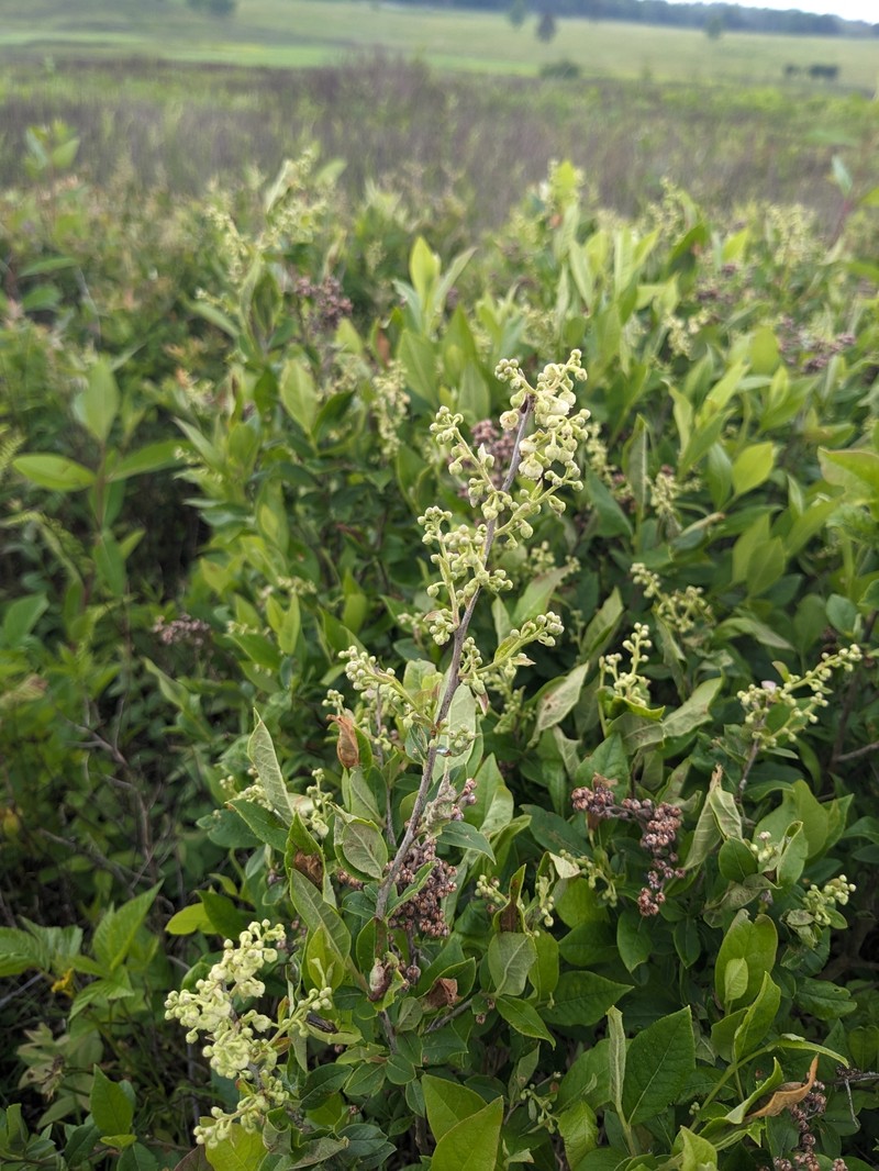 Lyonia ligustrina var. ligustrina photo 6