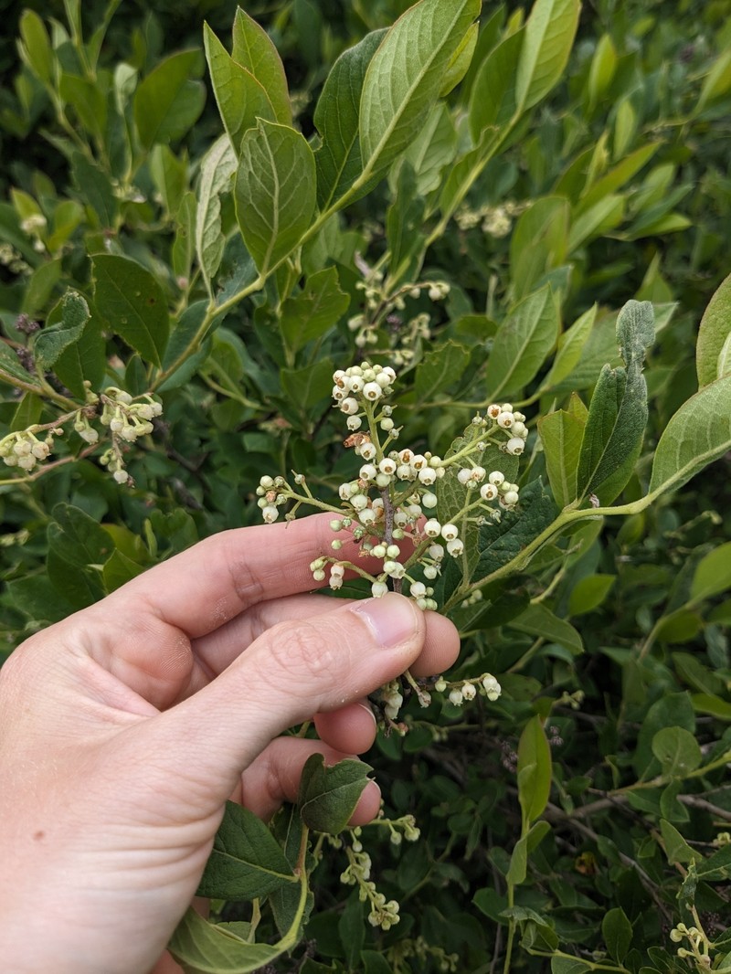 Lyonia ligustrina var. ligustrina photo 7