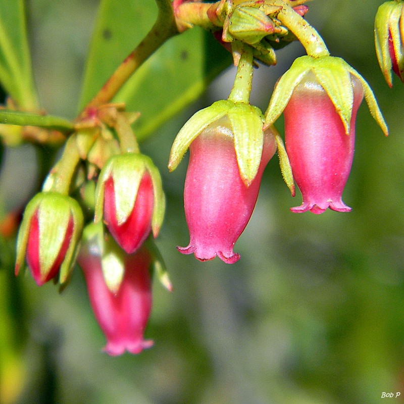 Fetterbush Lyonia photo 4
