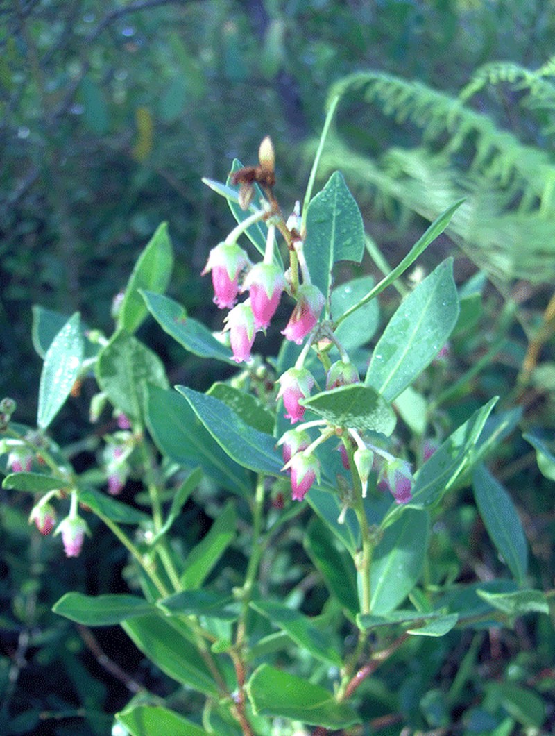 Fetterbush Lyonia photo 2