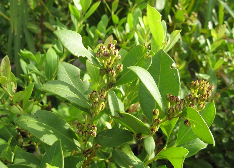 Fetterbush Lyonia photo 3
