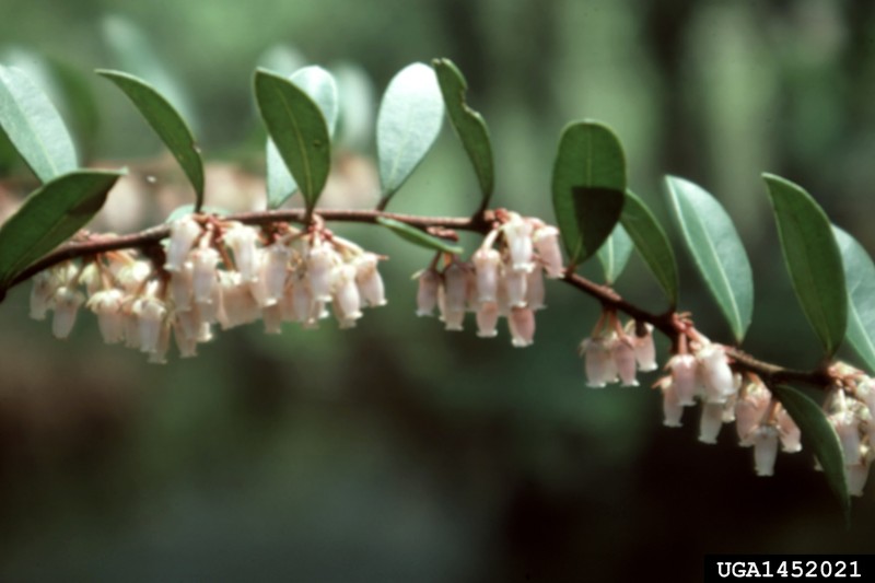 Fetterbush Lyonia
