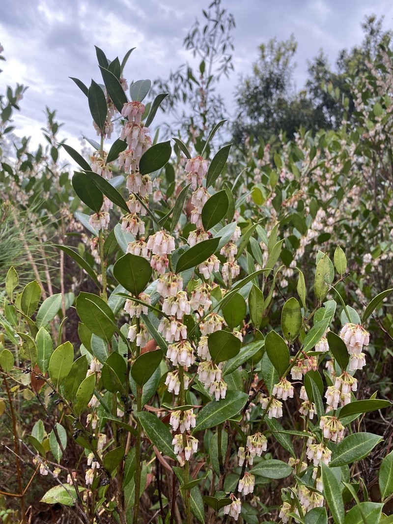 Fetterbush Lyonia photo 4