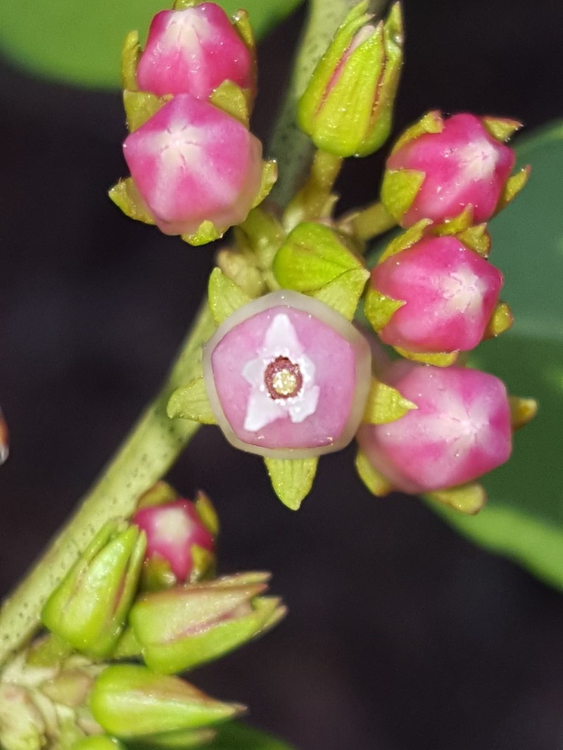 Fetterbush Lyonia photo 5