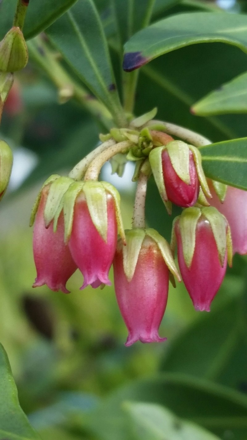 Fetterbush Lyonia photo 6