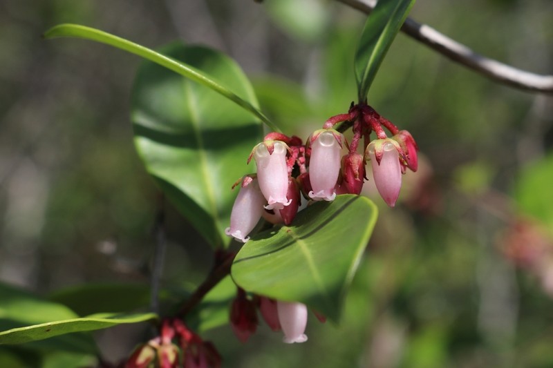Fetterbush Lyonia photo 7