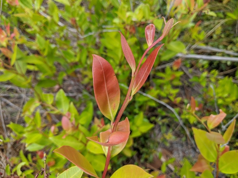 Fetterbush Lyonia photo 8