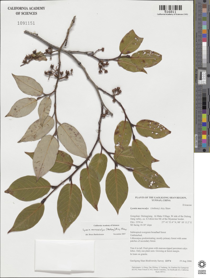 Lyonia macrocalyx