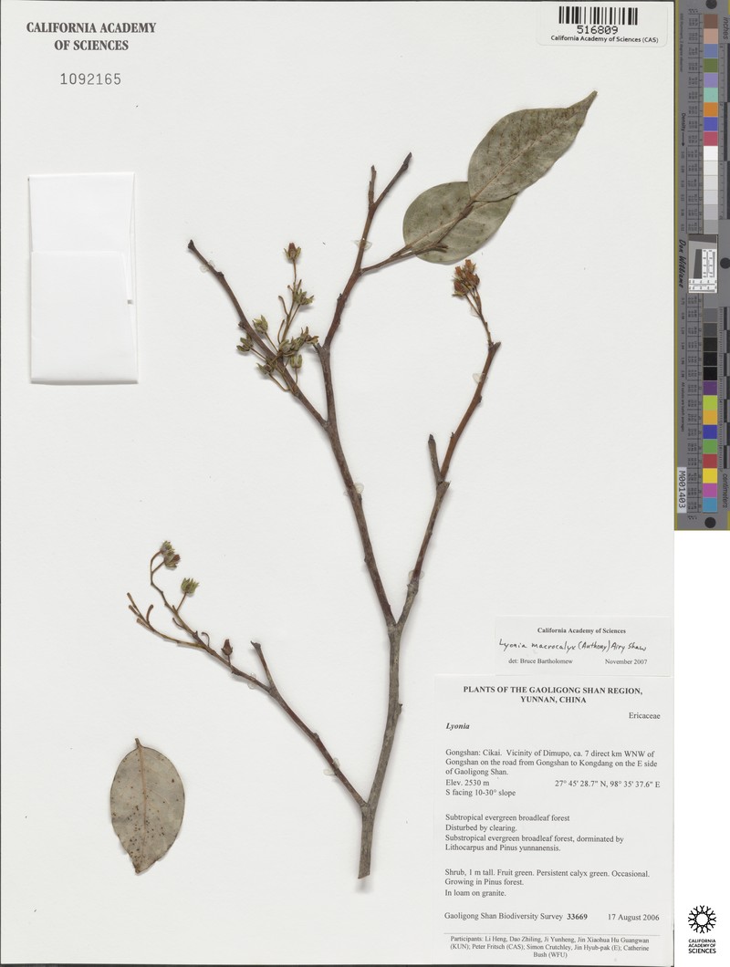 Lyonia macrocalyx photo 2