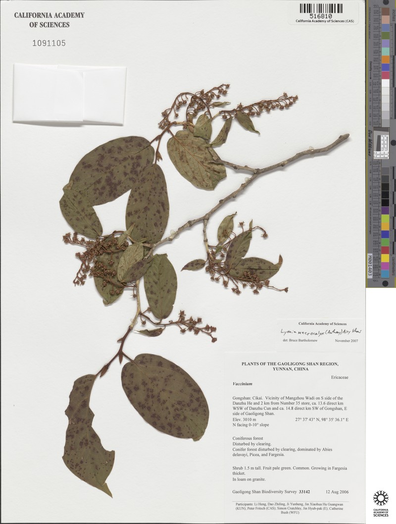 Lyonia macrocalyx photo 3