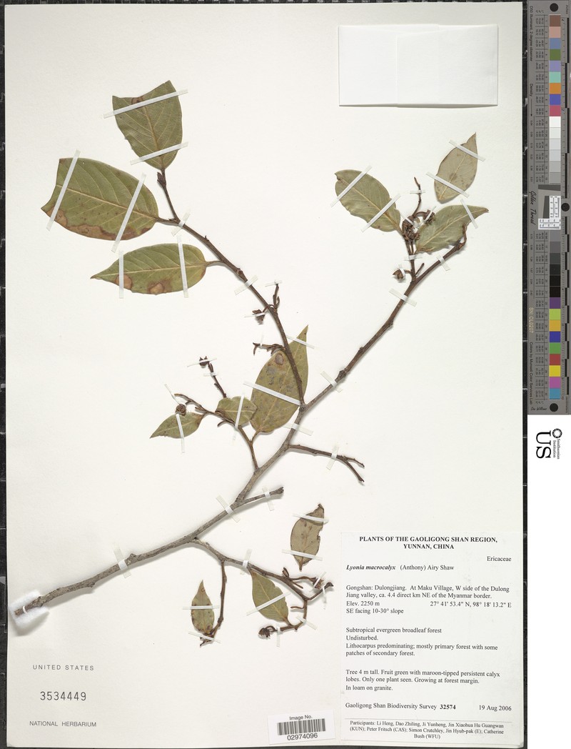 Lyonia macrocalyx photo 4