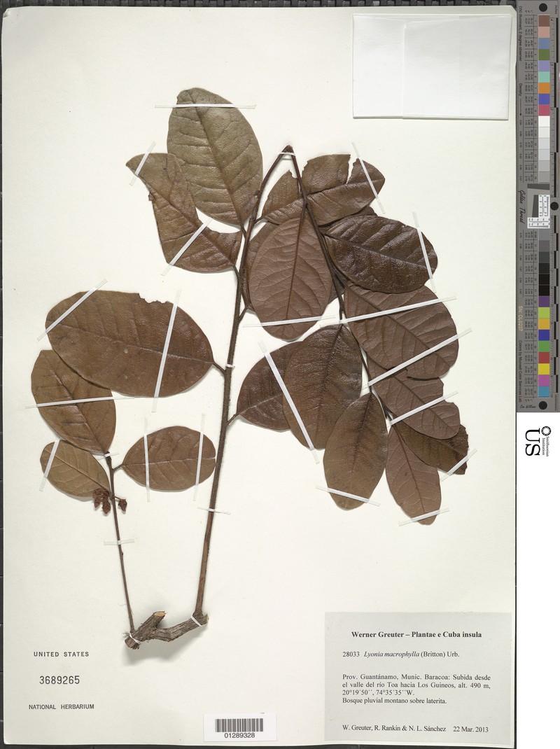 Lyonia macrophylla photo 2