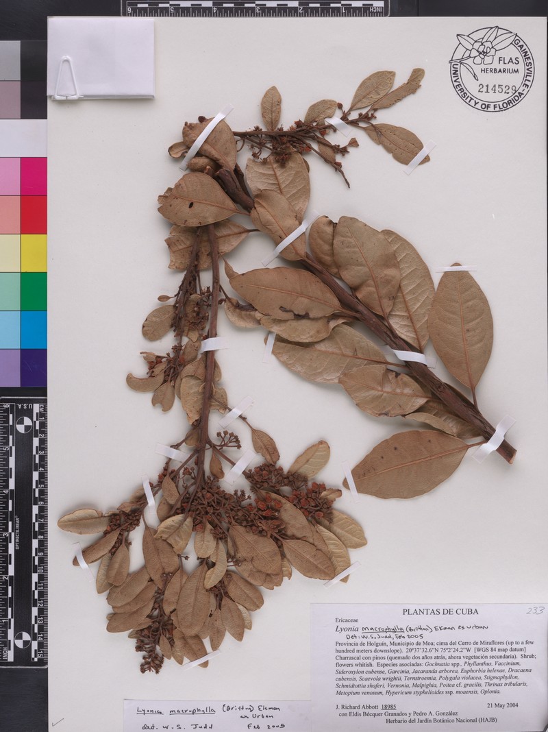 Lyonia macrophylla photo 3