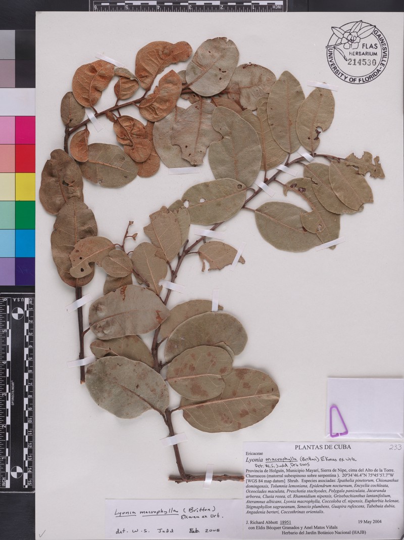 Lyonia macrophylla photo 4