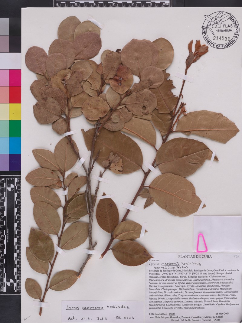 Lyonia maestrensis