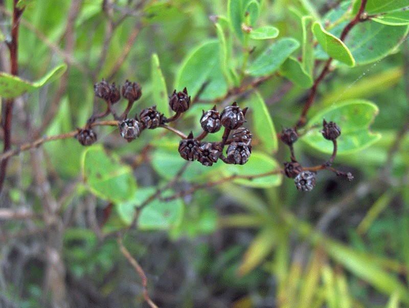 Piedmont Staggerbush photo 5