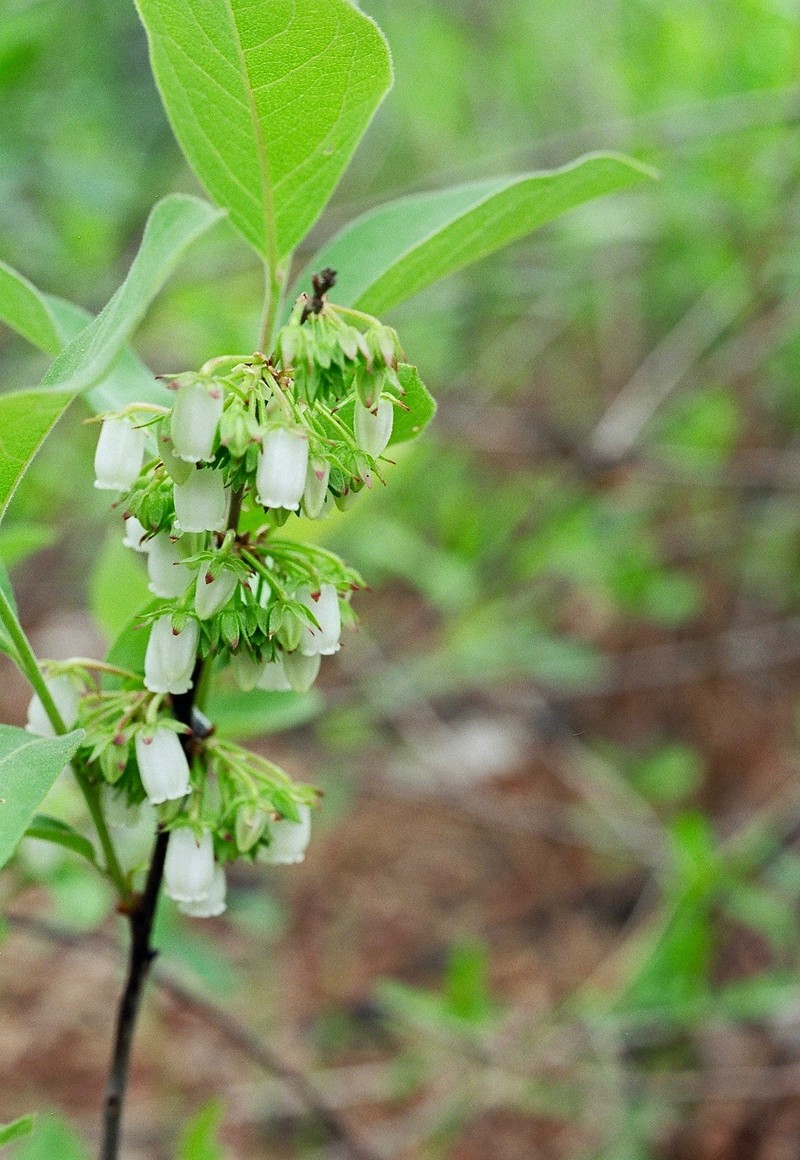 Piedmont Staggerbush photo 2