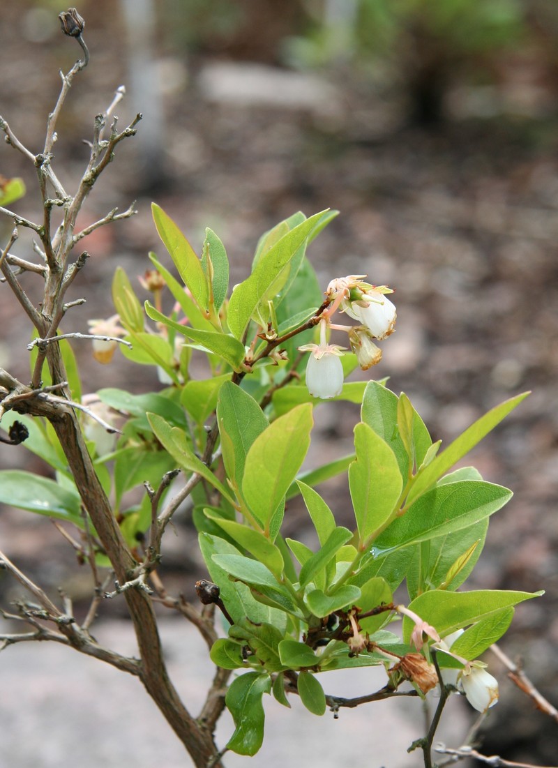 Piedmont Staggerbush photo 3
