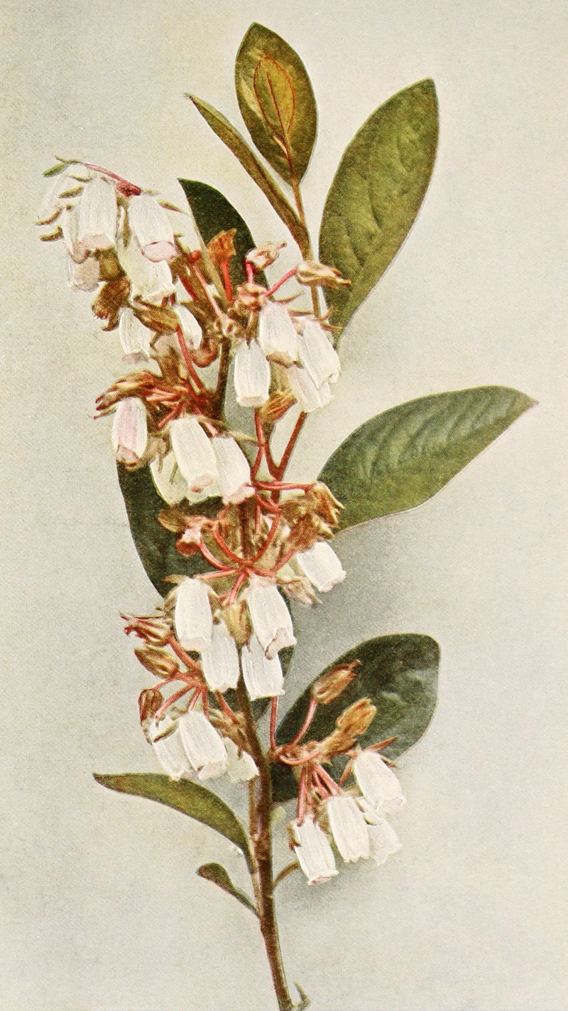 Piedmont Staggerbush photo 4