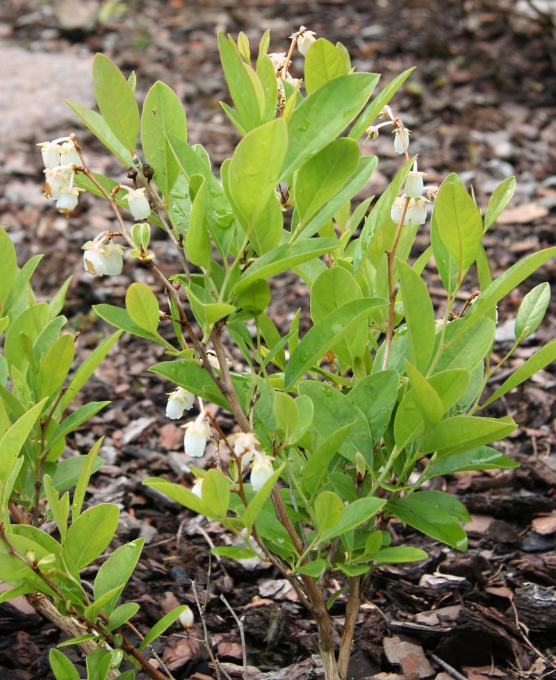 Piedmont Staggerbush photo 7