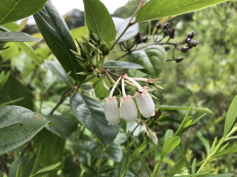 Piedmont Staggerbush photo 4