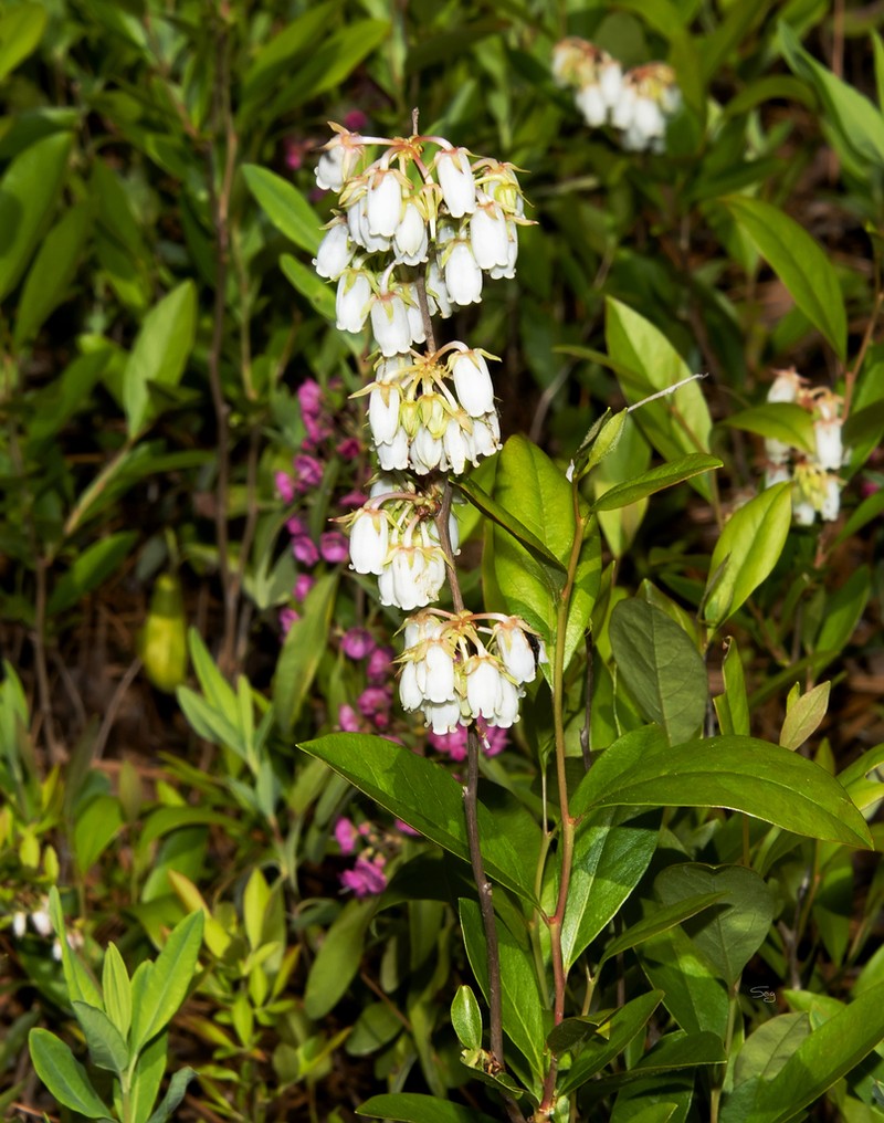 Piedmont Staggerbush photo 5