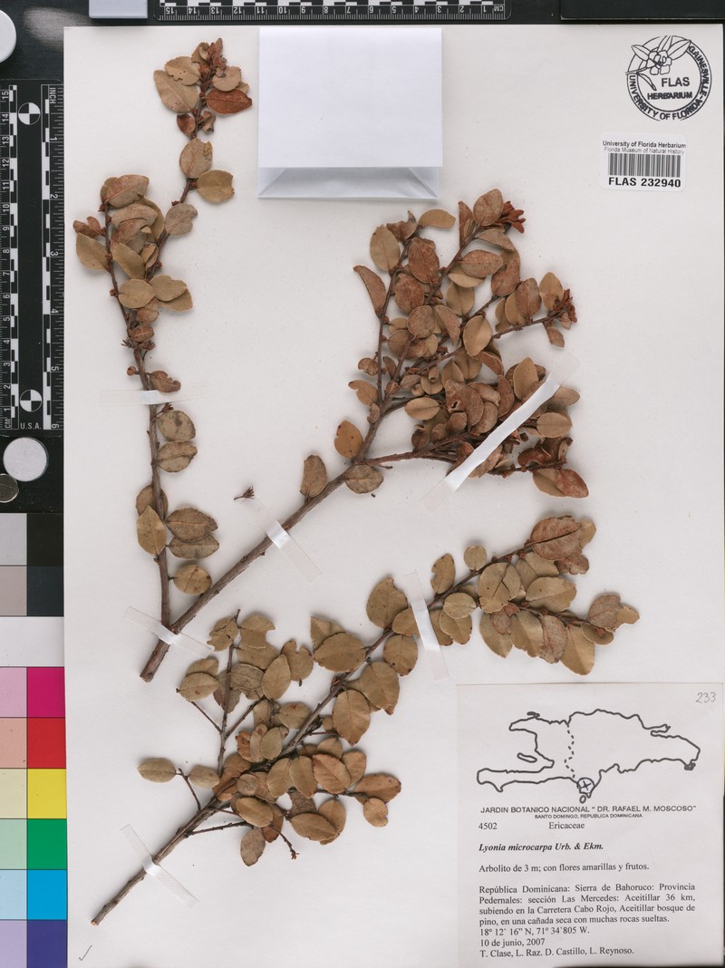 Lyonia microcarpa