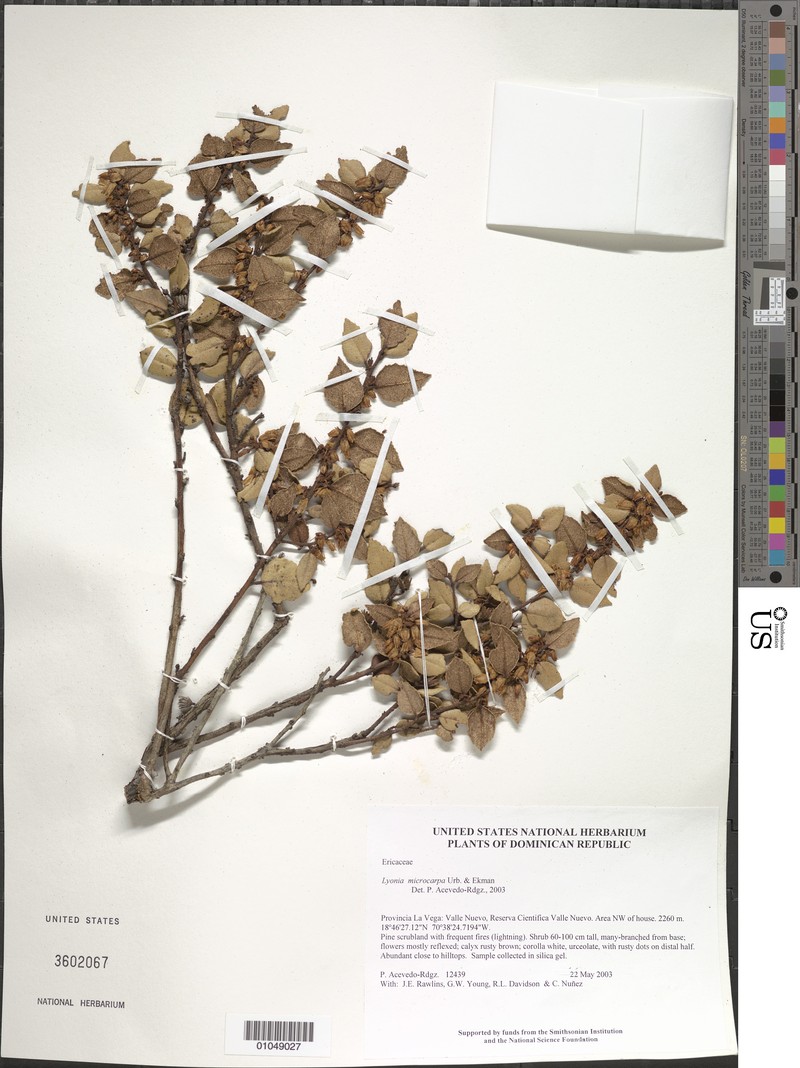 Lyonia microcarpa photo 2
