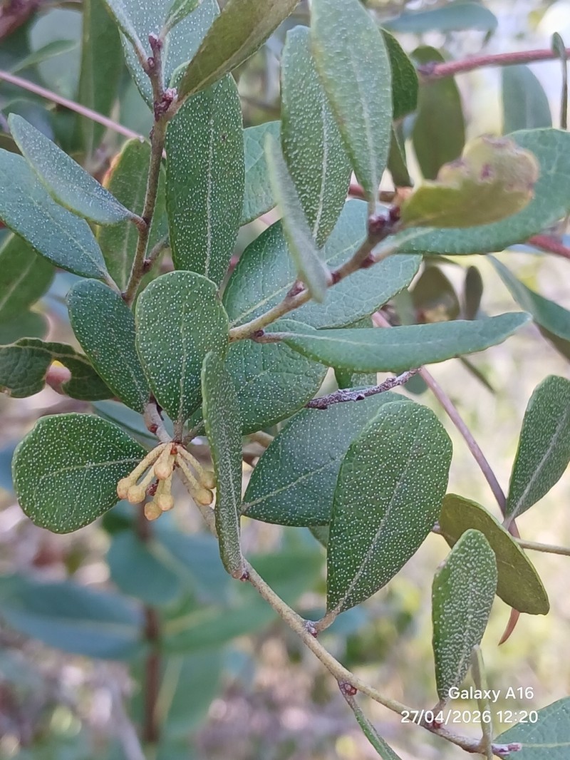 Lyonia myrtilloides