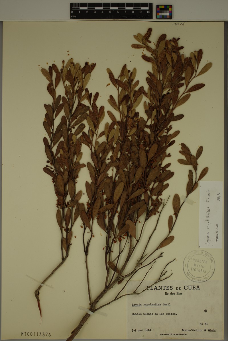 Lyonia myrtilloides photo 3