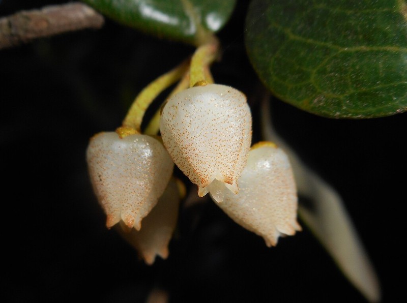 Lyonia nipensis