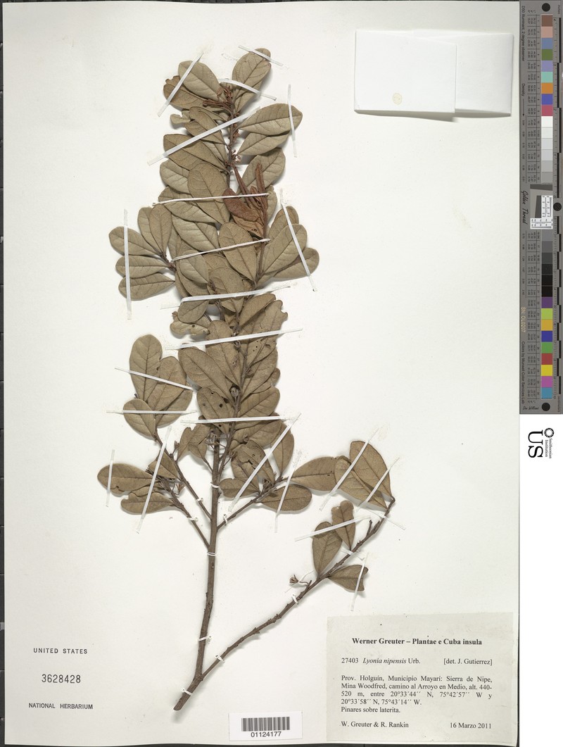 Lyonia nipensis photo 2