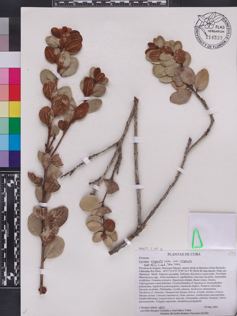 Lyonia nipensis photo 3