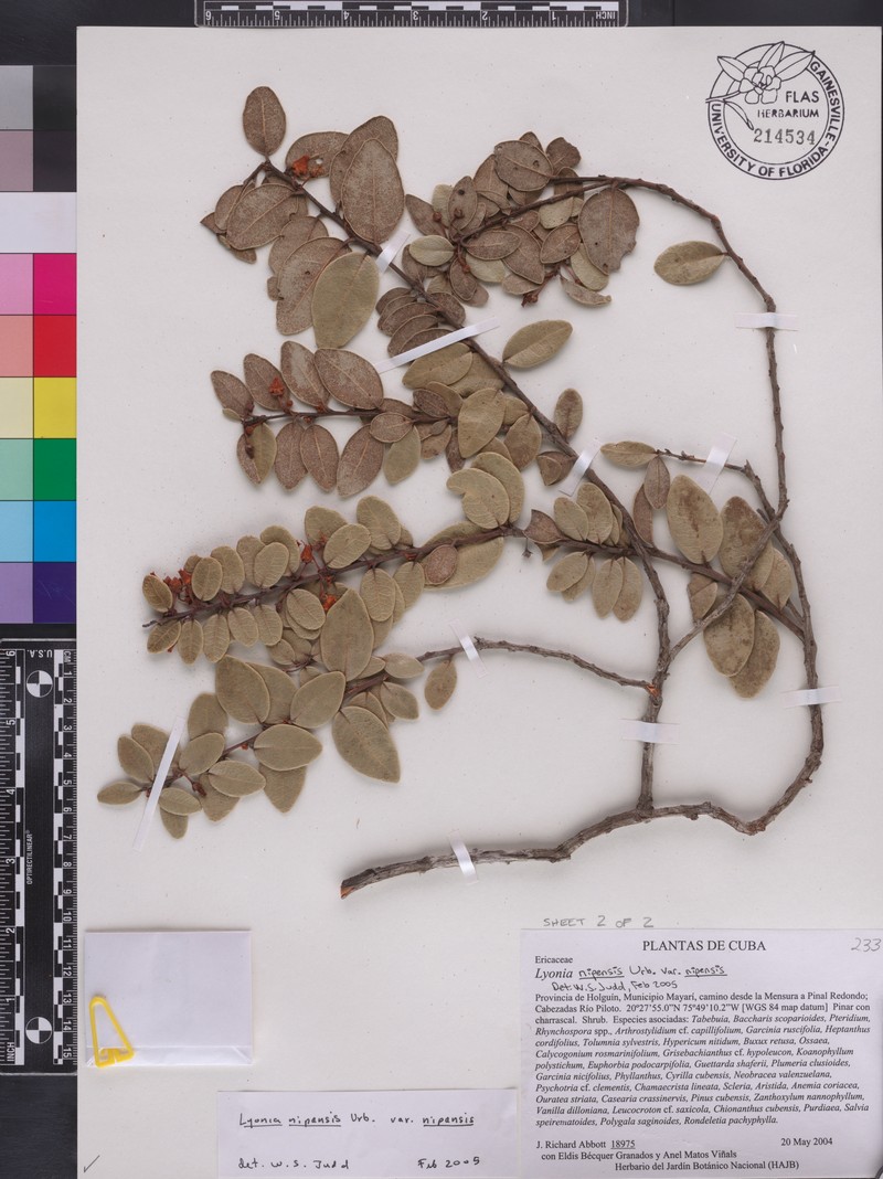 Lyonia nipensis photo 4