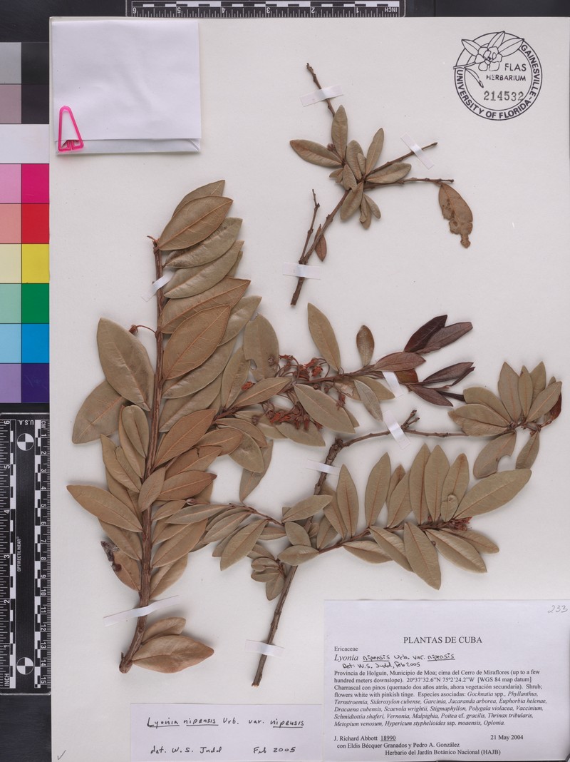 Lyonia nipensis subsp. nipensis photo 3