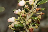 Lyonia obtusa