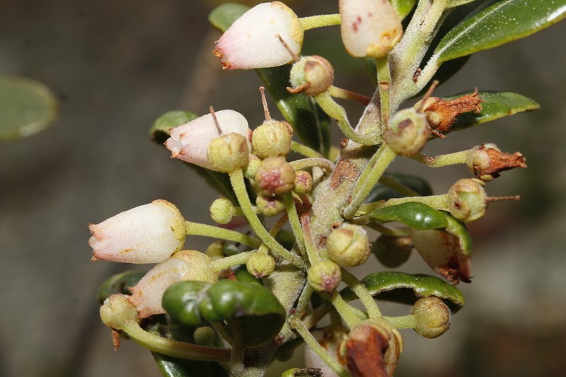 Lyonia obtusa
