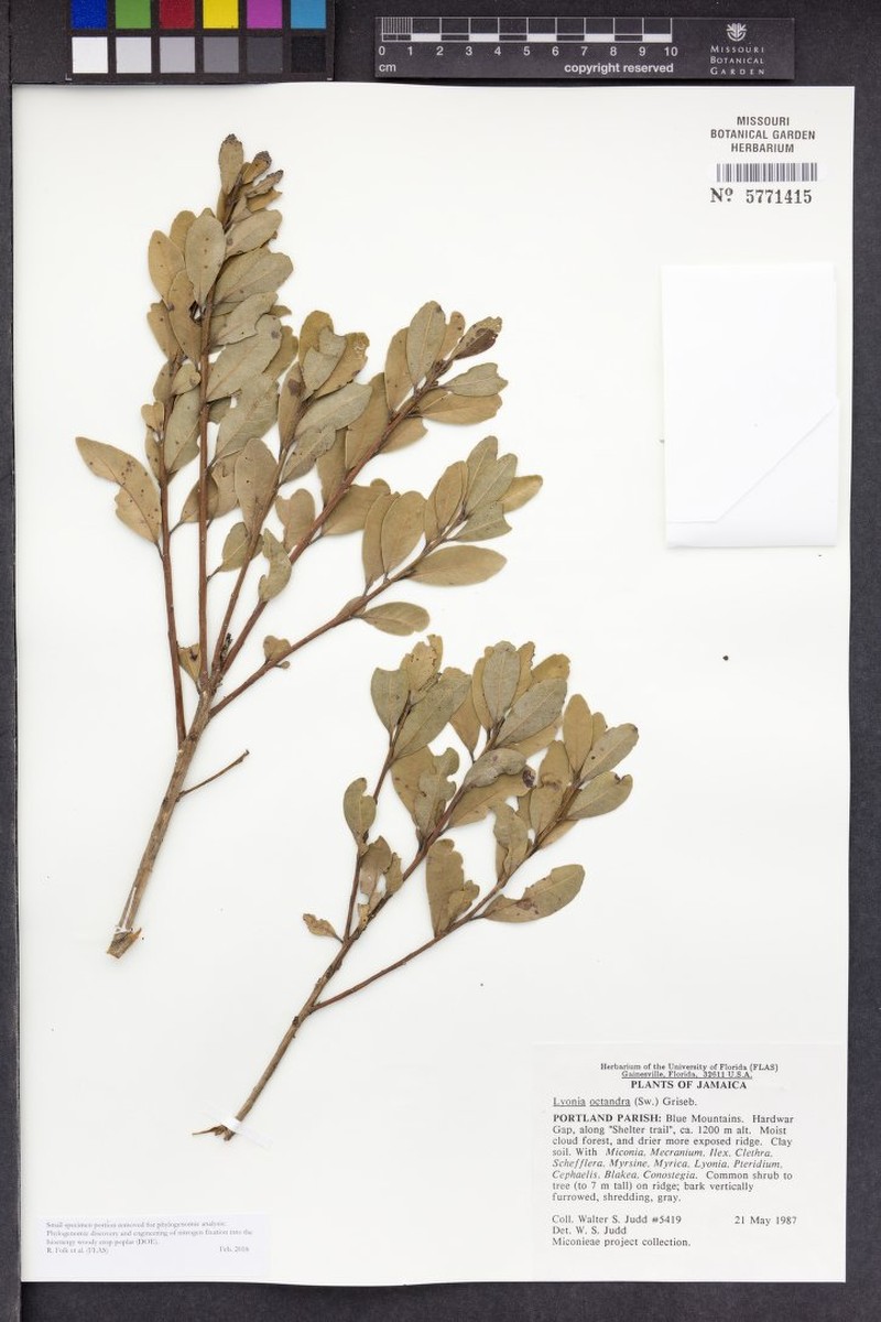 Lyonia octandra