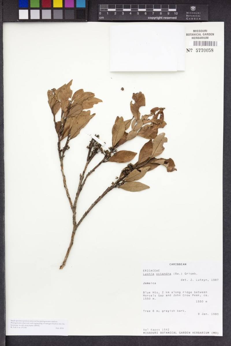 Lyonia octandra photo 2
