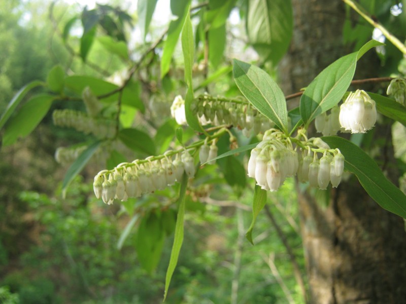 Lyonia ovalifolia photo 2