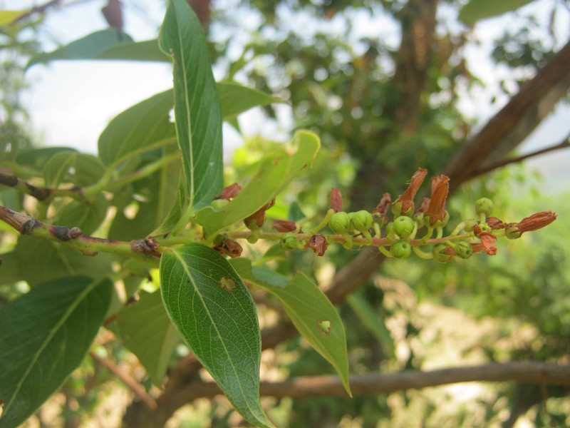 Lyonia ovalifolia photo 3