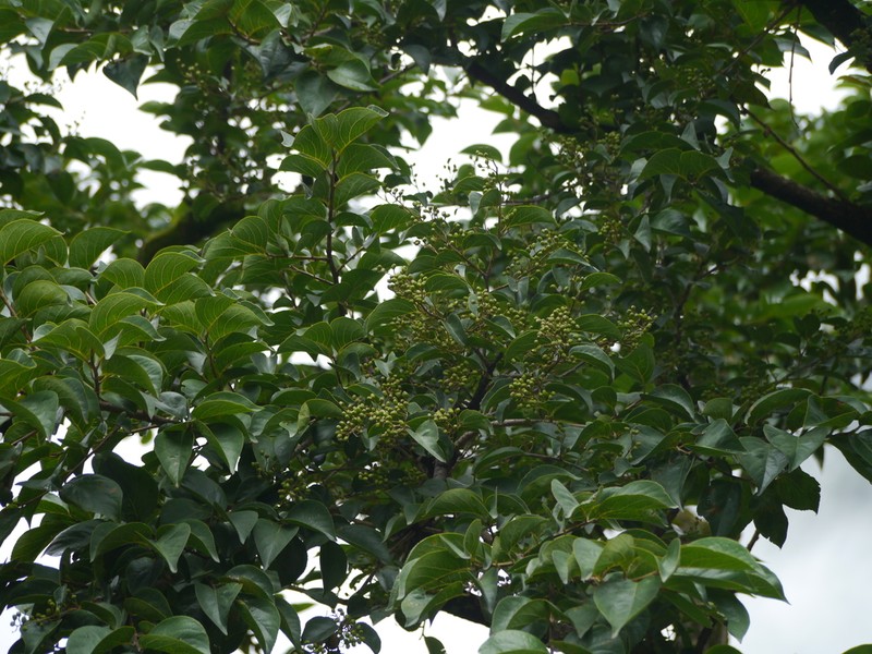 Lyonia ovalifolia photo 4