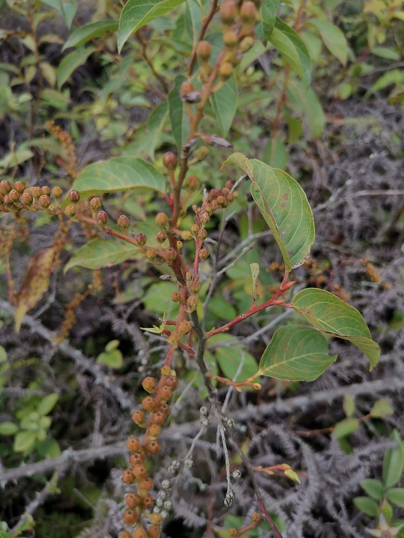 Lyonia ovalifolia photo 5