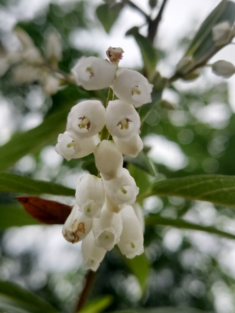 Lyonia ovalifolia photo 6
