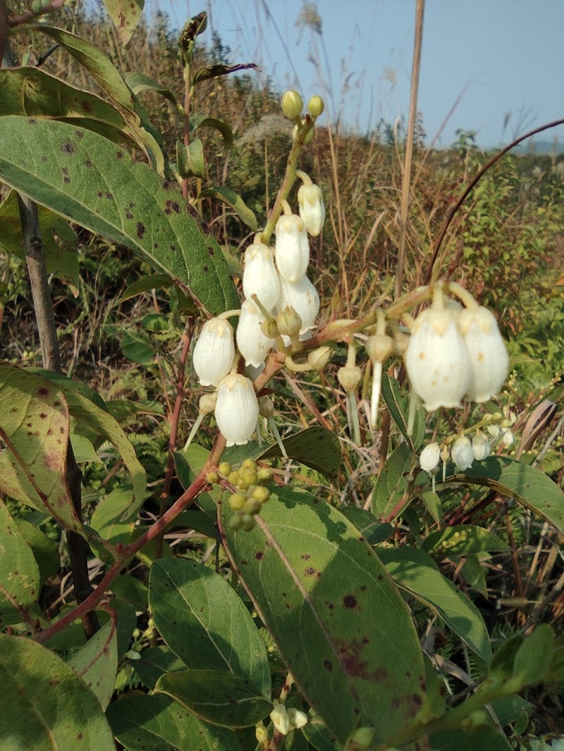 Lyonia ovalifolia photo 7